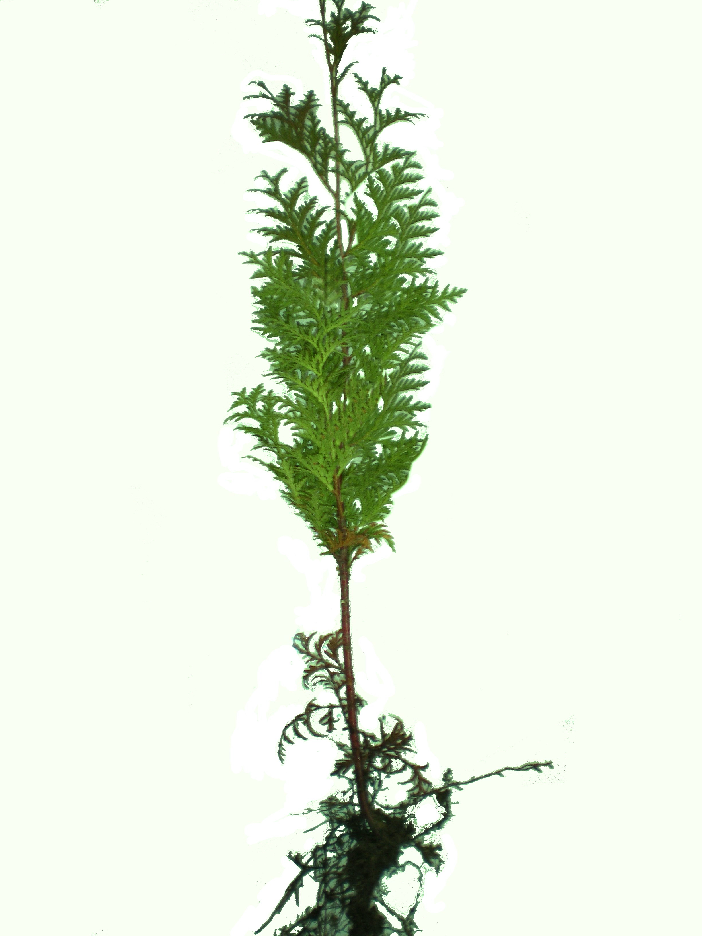 Thuja Occidentalis - sazenice.jpg