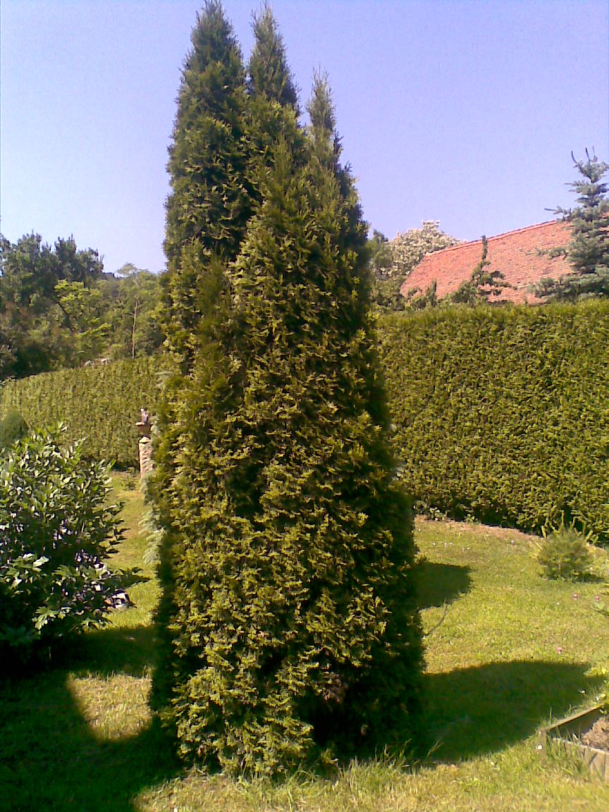 Thuja Smaragd..jpg