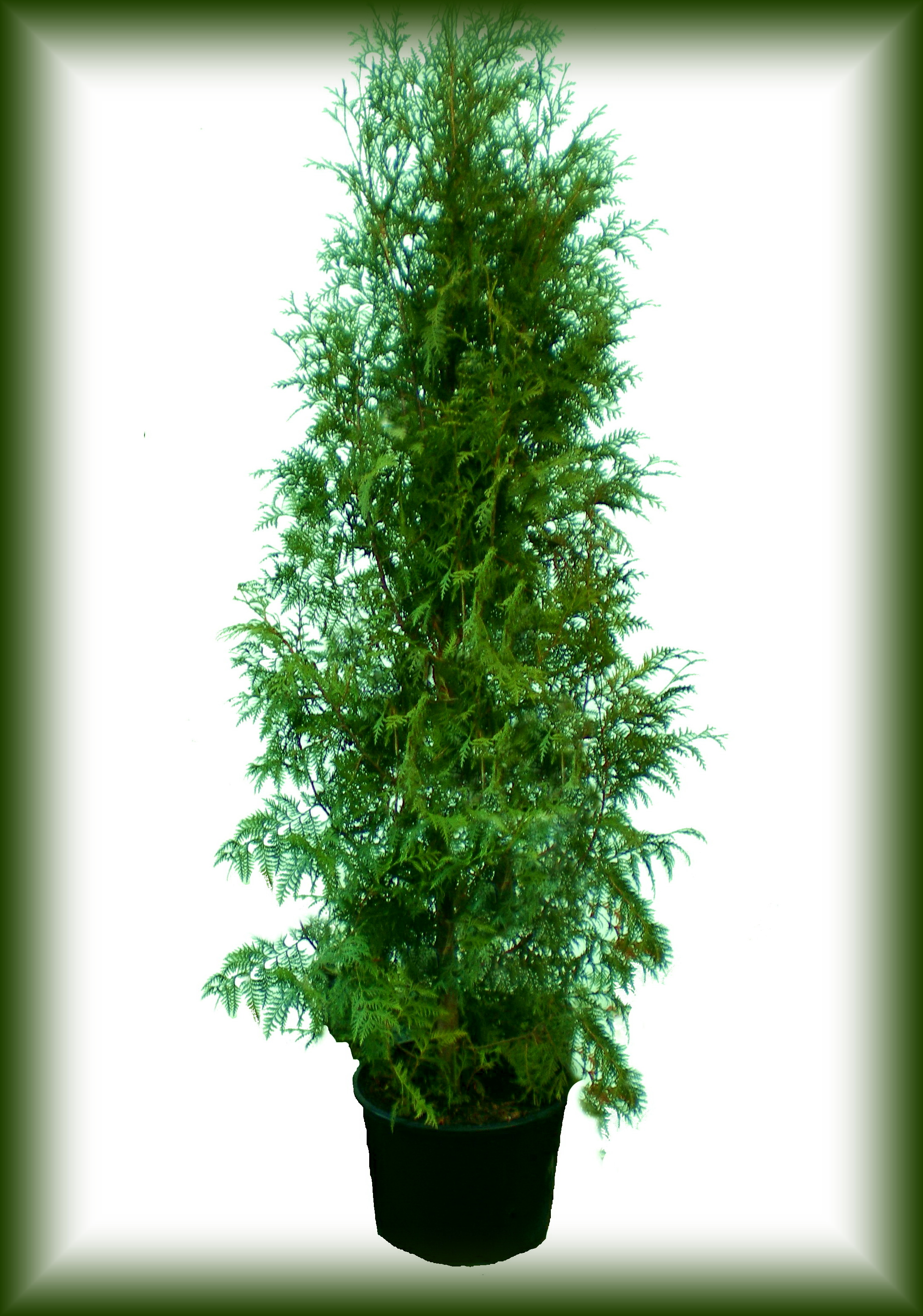 Thuja Occidentalis.jpg