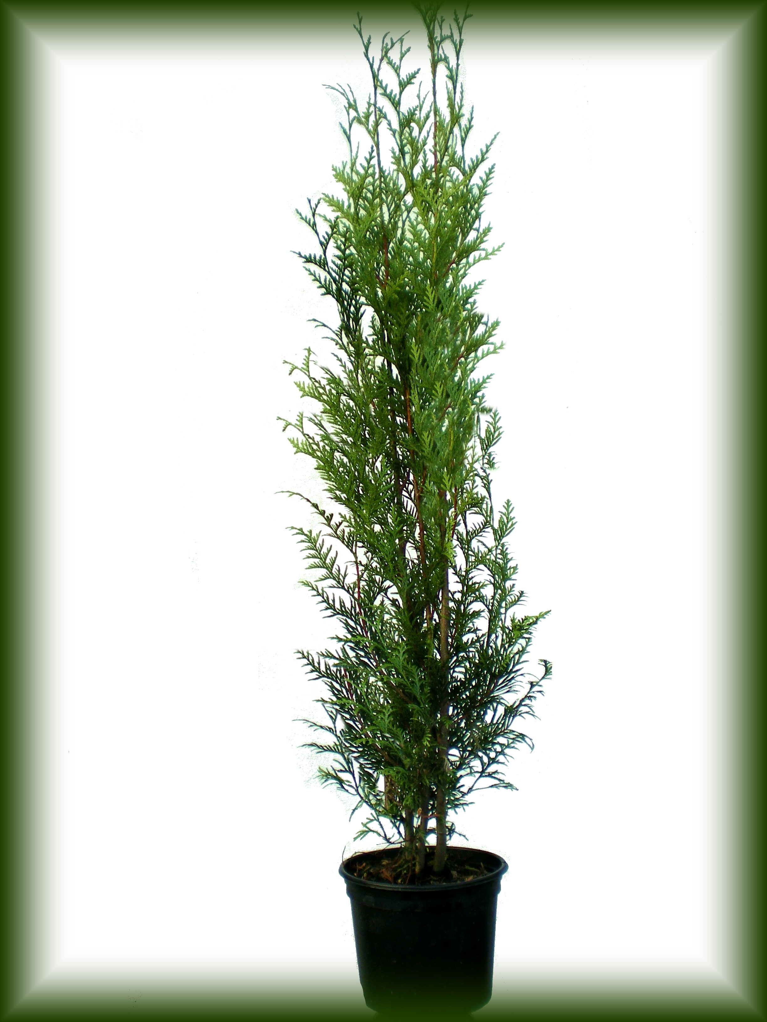 Thuja Plicata stricta viridis.jpg